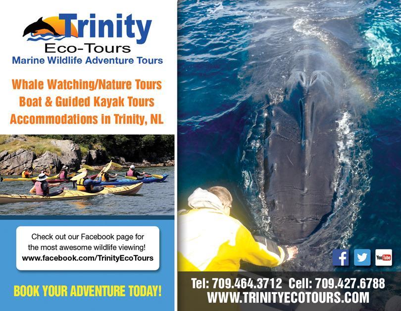 Trinity Eco-Tours Lodge Bagian luar foto