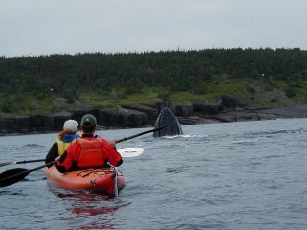 Trinity Eco-Tours Lodge Bagian luar foto